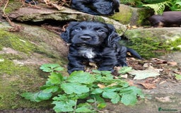 Cocker Spaniel dogs for sale: KC Registered Cocker Spaniel (Working) Puppies - Image 8