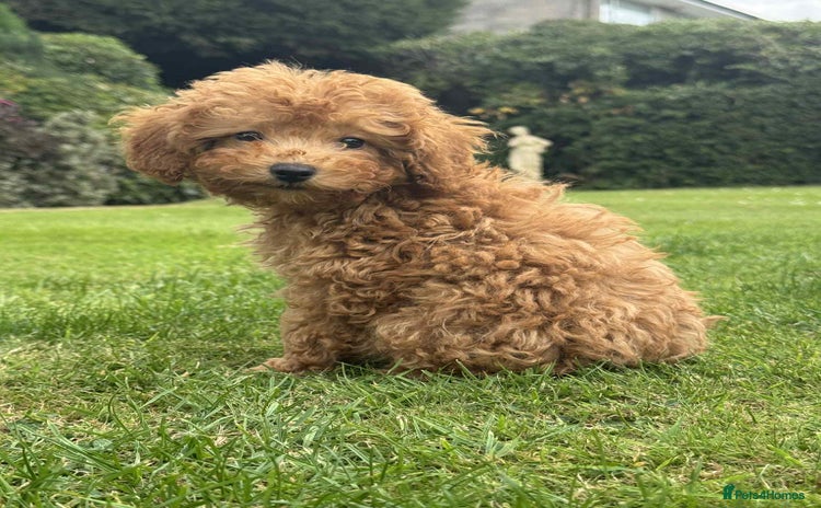 Toy Poodle dogs - Advert 4