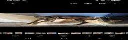 Lurcher dogs for sale: Lurcher pup forsale - Advert 2