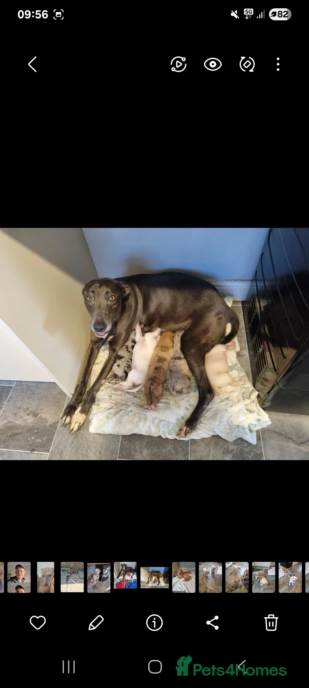Lurcher dogs for sale: Lurcher pup forsale - Advert 2