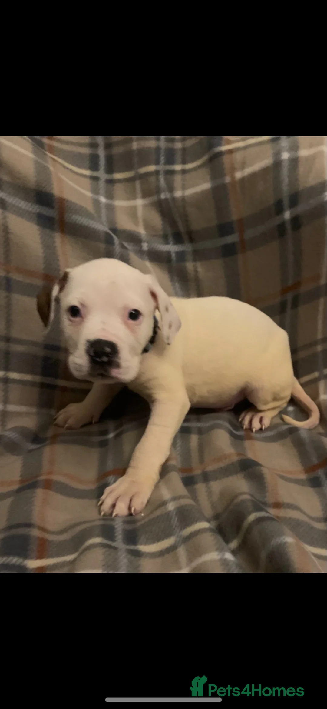 Mixed Breed dogs for sale: Large mix dog breed  in Edinburgh - Advert 2