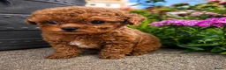 Toy Poodle dogs for sale: Stunning Asian Toy Poodle Puppies – Ready Now 🐾 - Advert 4