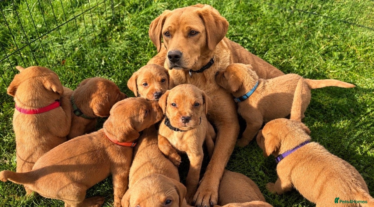 Labrador Retriever dogs Kc fox red Labrador puppy’s  - Advert 1