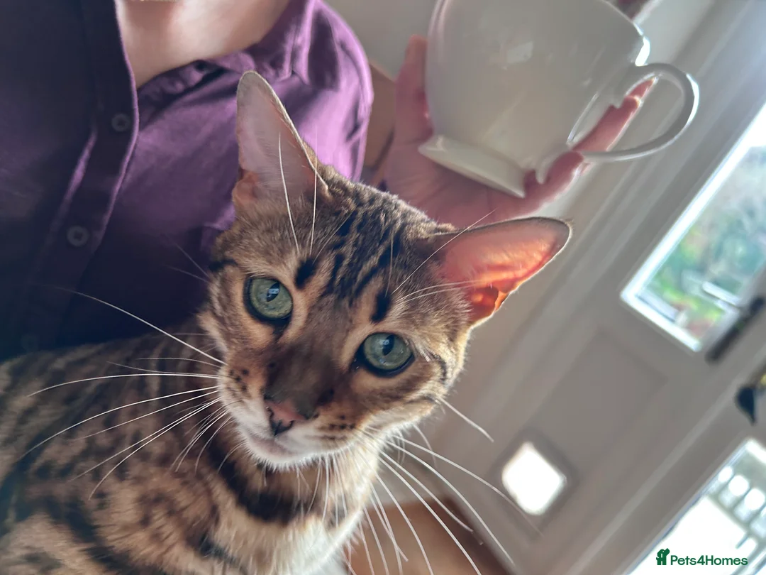 Bengal cats for sale: Beautiful Bengal in Bristol - Advert 2