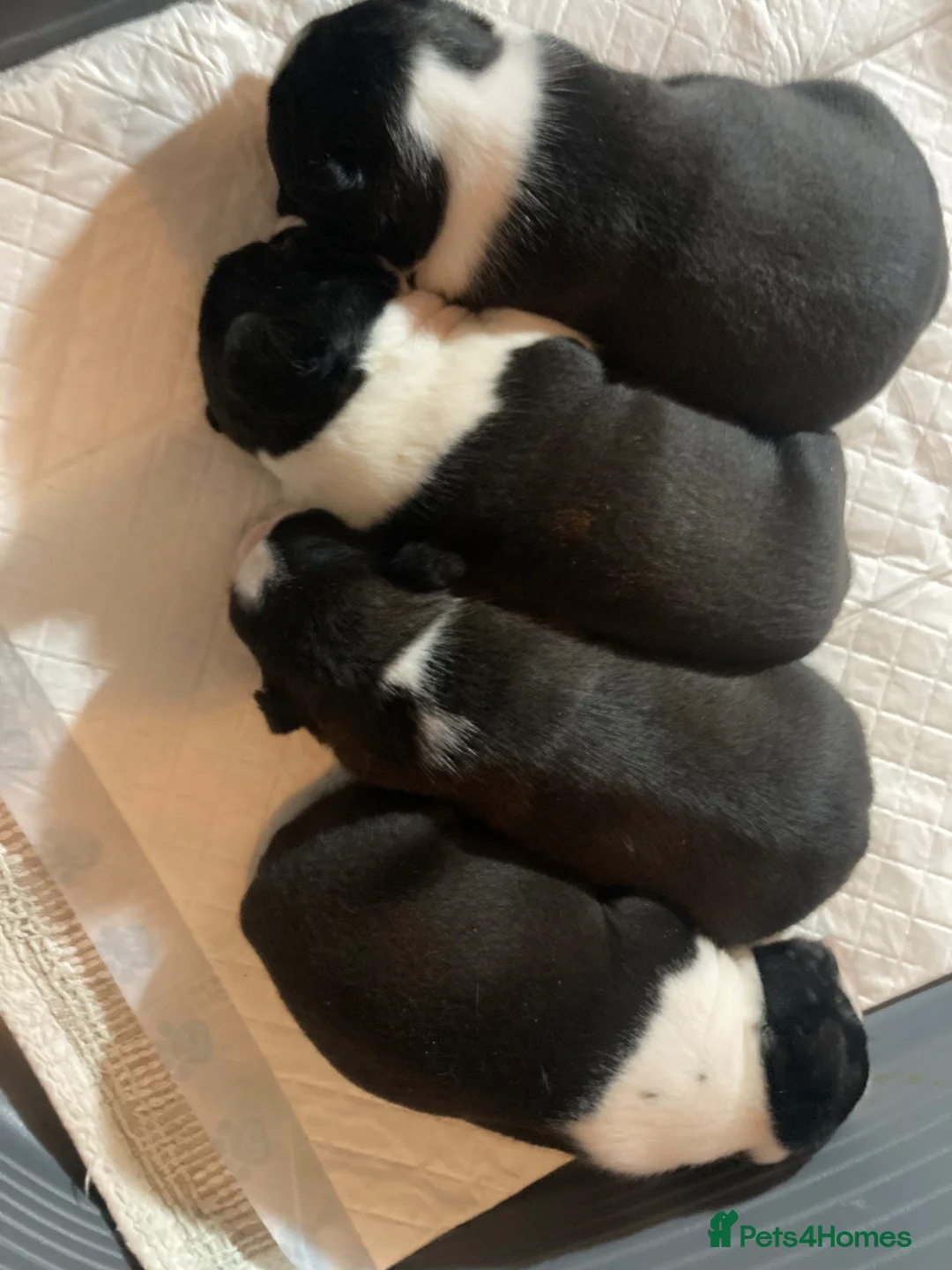 Boston Terrier dogs for sale: 3 female Boston Terrier ready to go - Advert 2