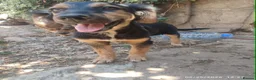 Mixed Breed dogs for adoption: Mika 5 months small medium Macedonia rescue  in Newmarket - Advert 7