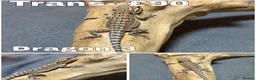 Bearded Dragon reptiles for sale: Gorgeous Baby Bearded Dragons READY NOW - Advert 3
