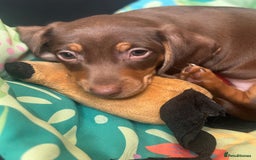 Miniature Dachshund dogs for sale: Miniature dachshunds, ready now - Image 6