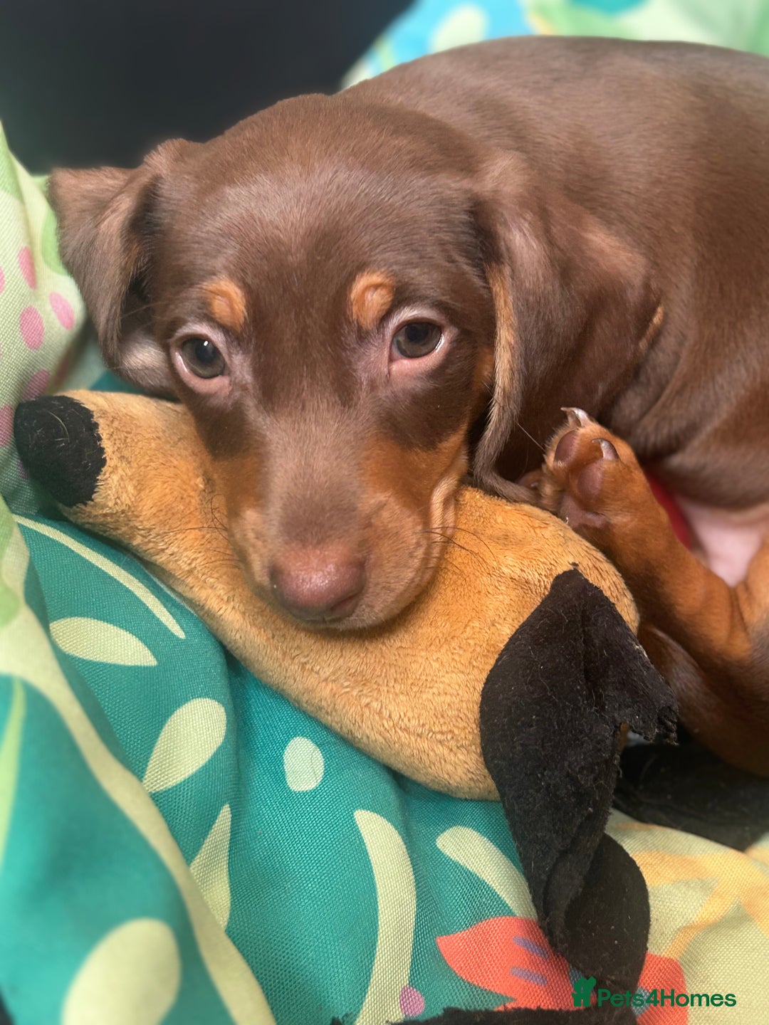 Miniature Dachshund dogs for sale: Miniature dachshunds, ready now - Image 6