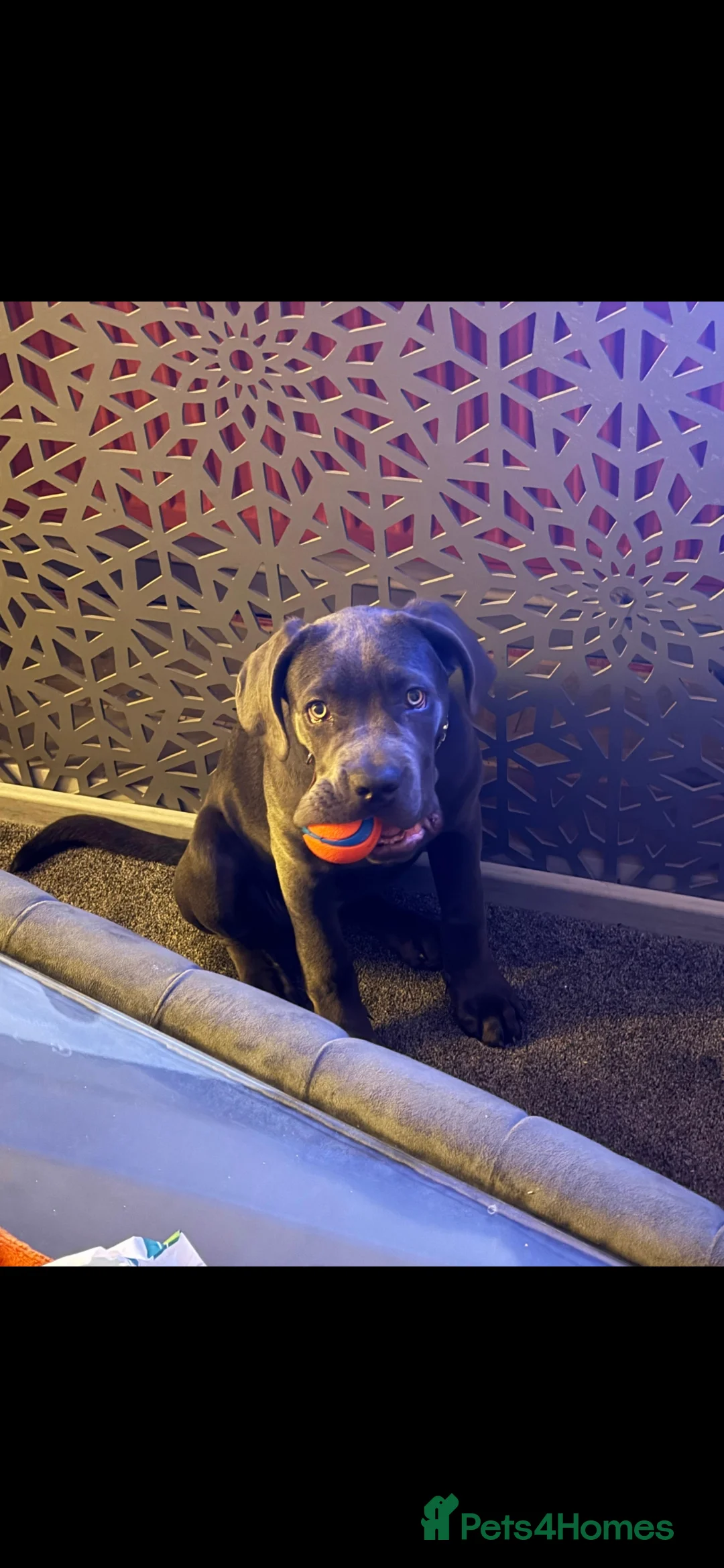 Cane Corso dogs for sale: Beautiful Girl looking for a new home - Advert 4