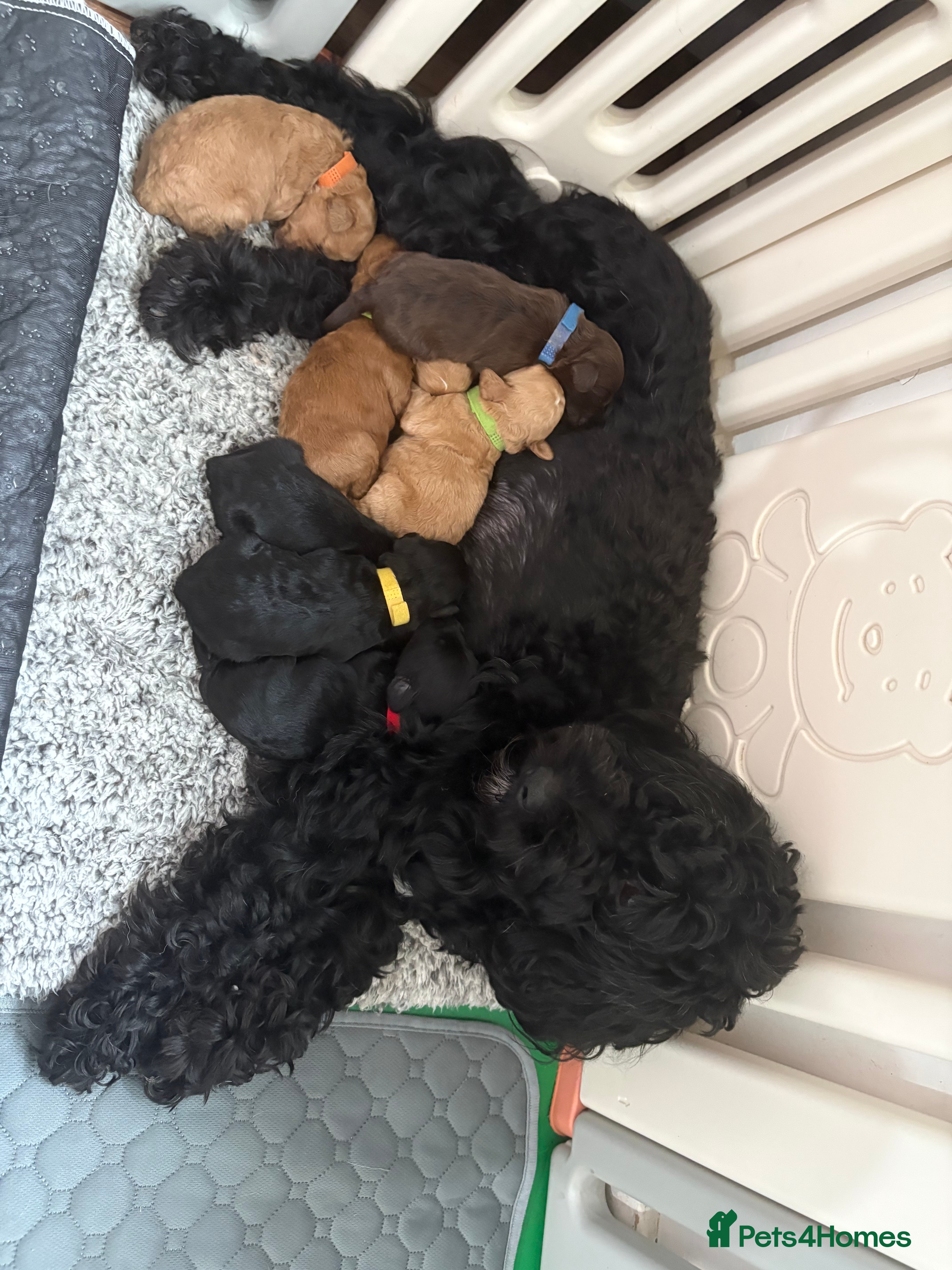 Cockapoo dogs Stunning F1B Cockapoo Puppies - Advert 6