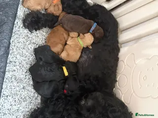 Cockapoo dogs Stunning F1B Cockapoo Puppies - Advert 6