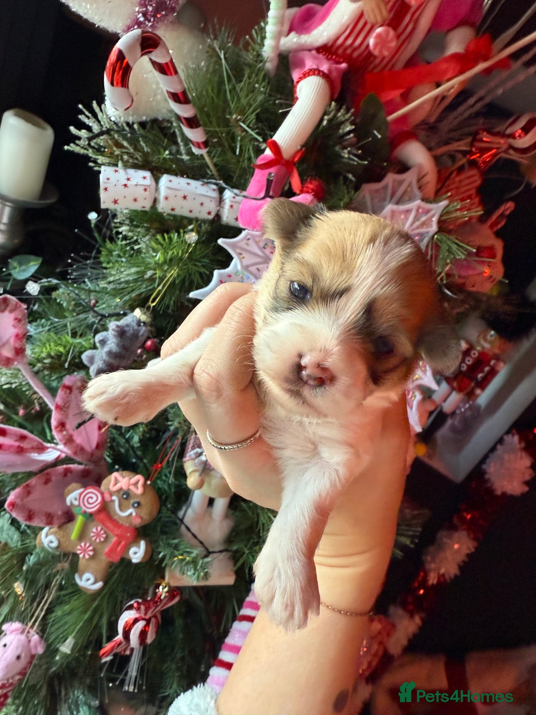 Mixed Breed dogs for sale: Beautiful pups for sale!  - Advert 28