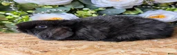 Mini Lop rabbits for sale: ❤️mini lop babies ❤️  - Advert 24