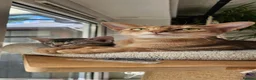Mixed Breed cats for sale: 🐾 3 Beautiful Abyssinian x Bengal Girls 🐾 - Advert 2