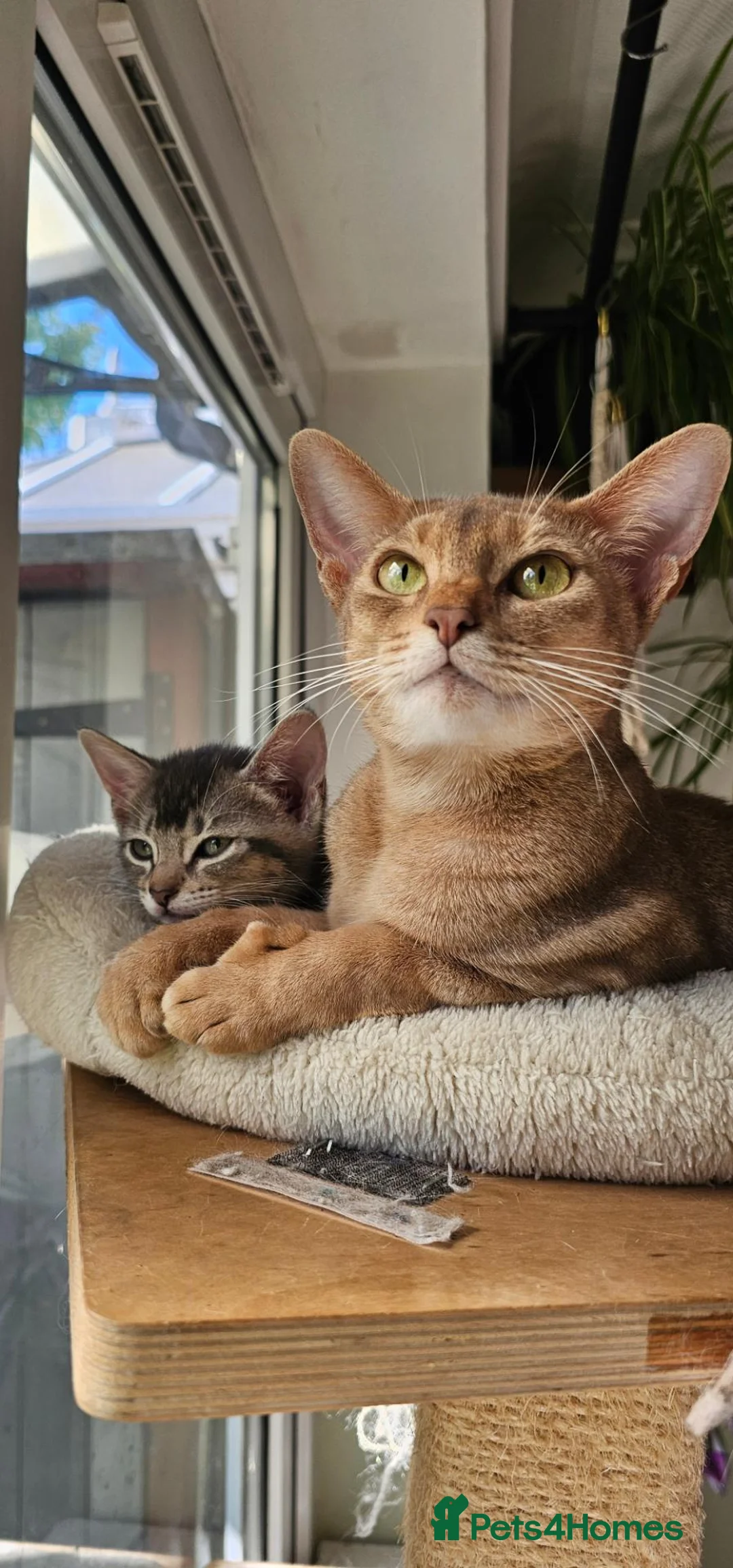 Mixed Breed cats for sale: 🐾 3 Beautiful Abyssinian x Bengal Girls 🐾 - Advert 2