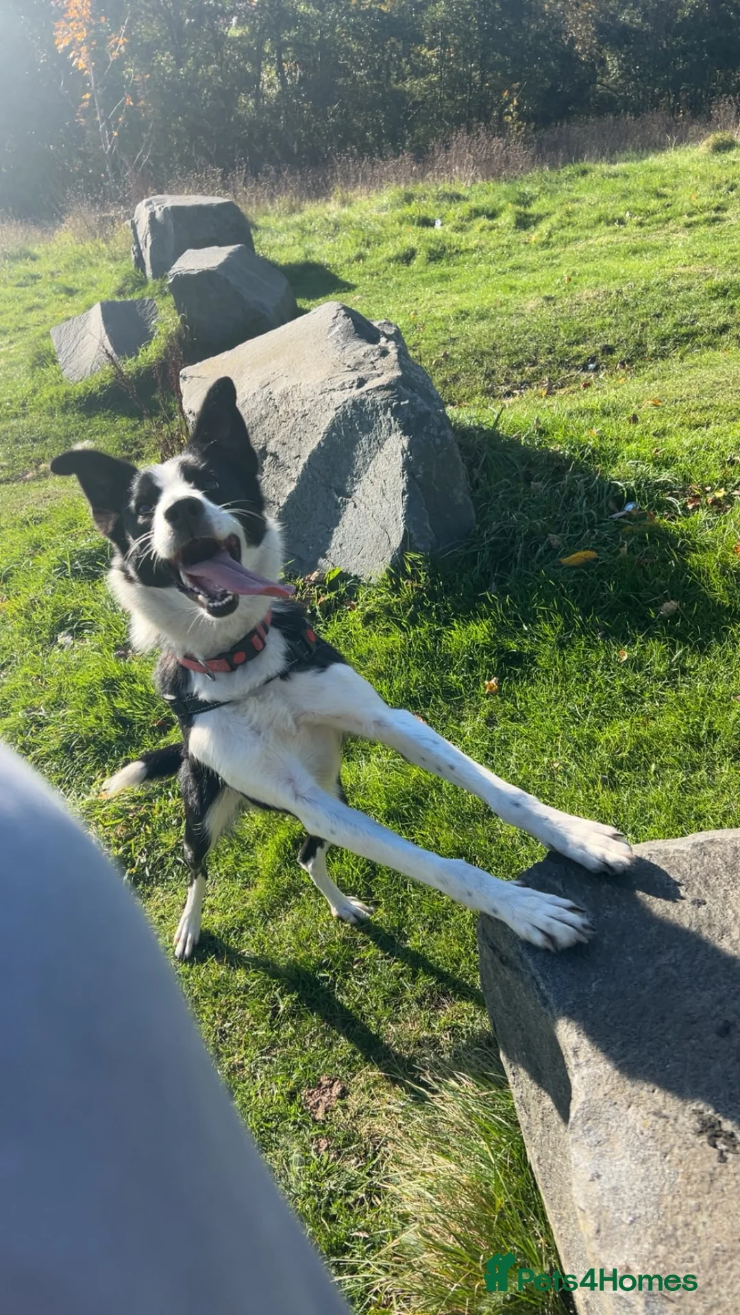 Border Collie dogs for sale: 3 y/o female border collie - Advert 2