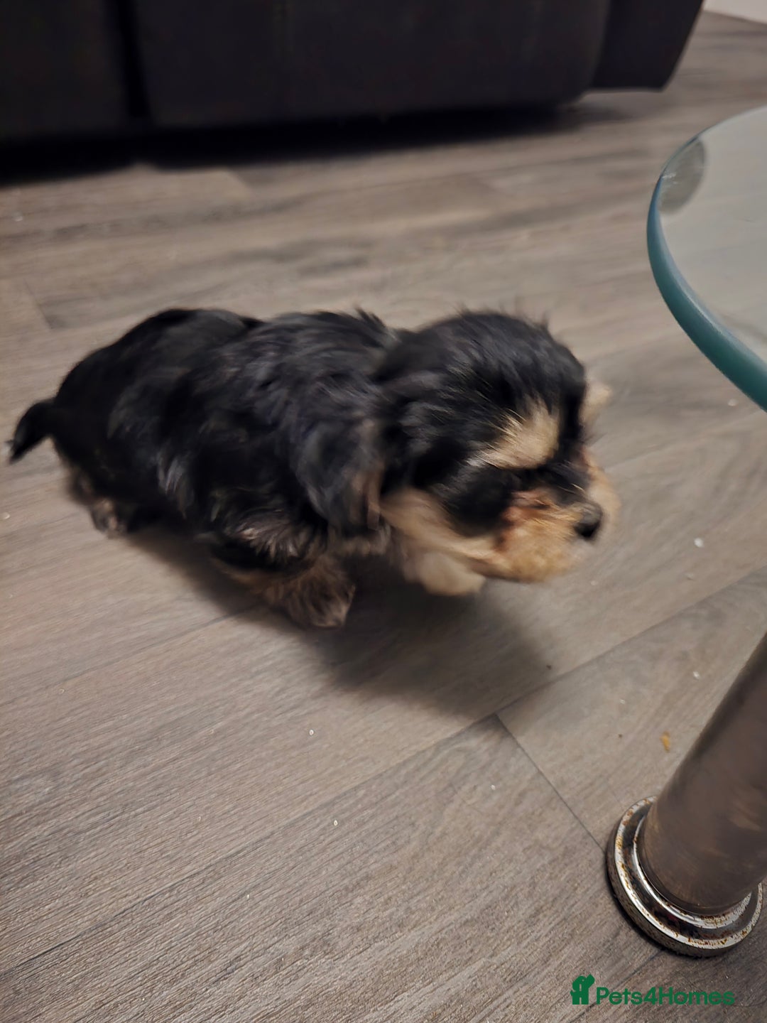 Morkie dogs for sale: Morkie puppies for sale - Advert 19