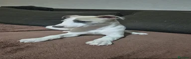 Whippet 1
