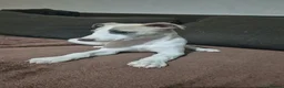 Whippet dogs for sale: Male whippet puppy available - Advert 2
