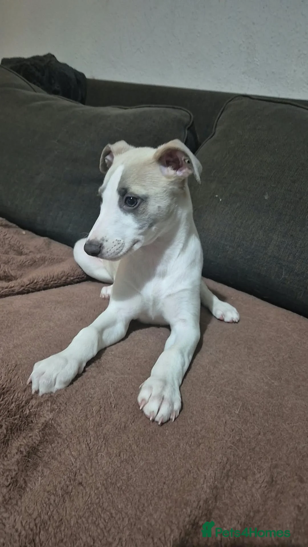 Whippet dogs for sale: Male whippet puppy available - Advert 2
