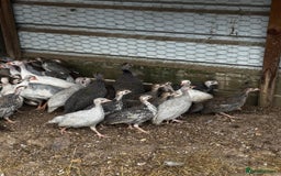 Guinea Fowl poultry for sale: Guinea Fowl - Image 6