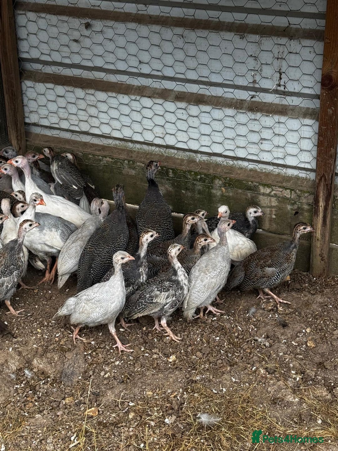 Guinea Fowl poultry for sale: Guinea Fowl - Image 6