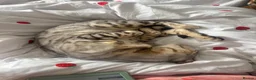 Bengal cats for sale: Bengal cats for sale  - Advert 5