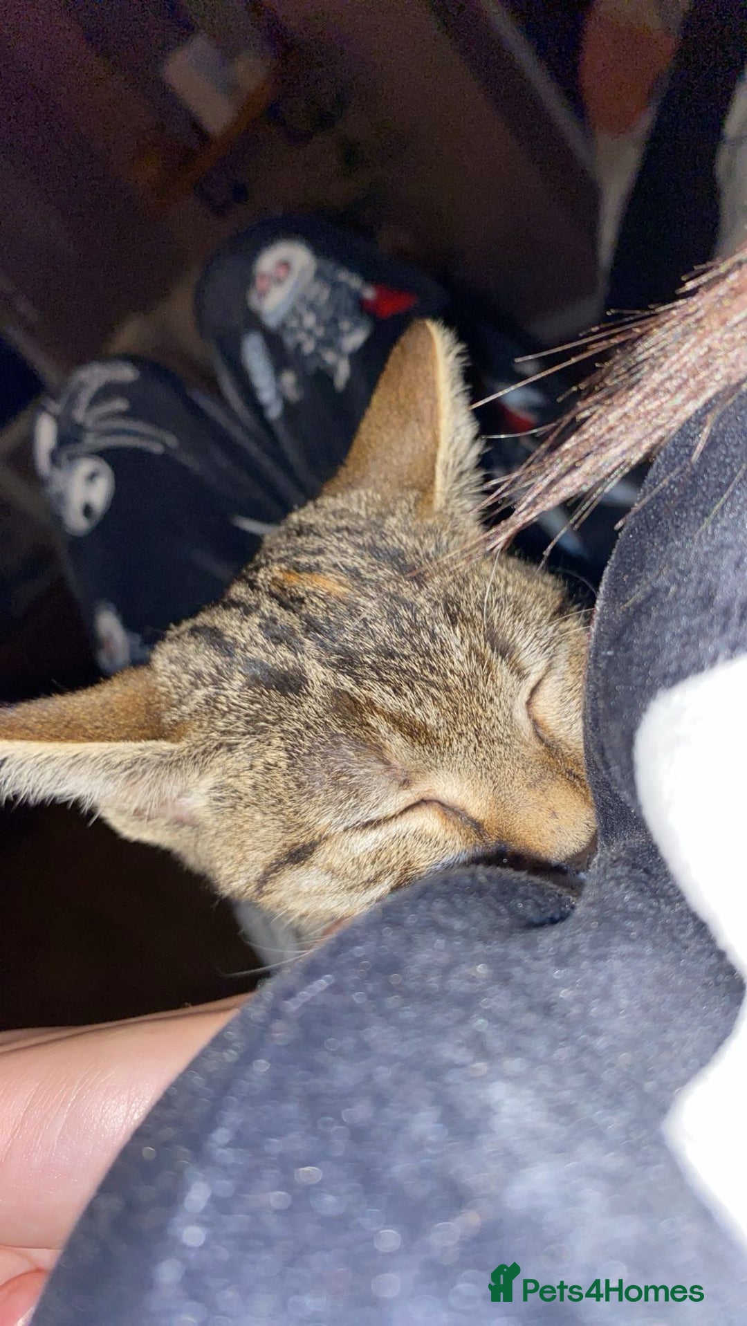 Bengal cats for sale: Beautiful baby bengal girl  - Advert 26