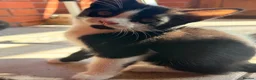 Mixed Breed cats for sale: Beautiful Ragdoll mix kittens. - Advert 33
