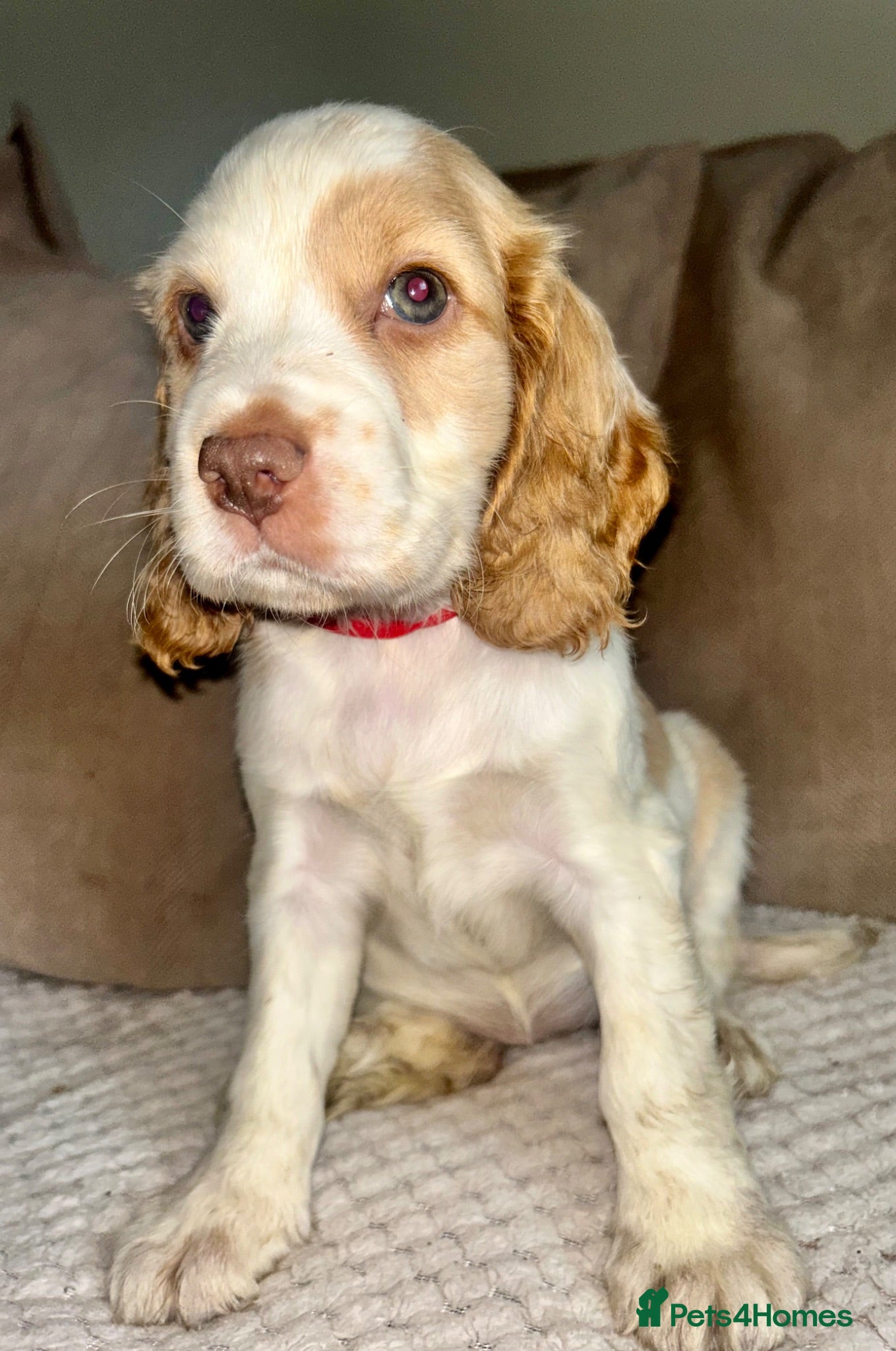 Cocker Spaniel dogs Stunning Cocker Spaniels  - Advert 5
