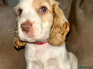 Cocker Spaniel dogs Stunning Cocker Spaniels - Advert 1