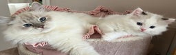 Ragdoll cats for sale: 🐾 Family reared GCCF reg ragdoll Kitten🐾 - Advert 6