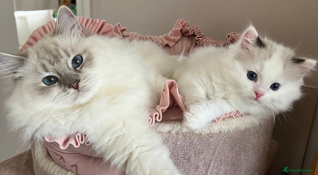 Ragdoll cats for sale: 🐾 Family reared GCCF reg ragdoll Kitten🐾 - Advert 6