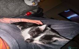 Domestic Shorthair cats for sale: Rehoming 2 year old Phantom £0 - Image 3