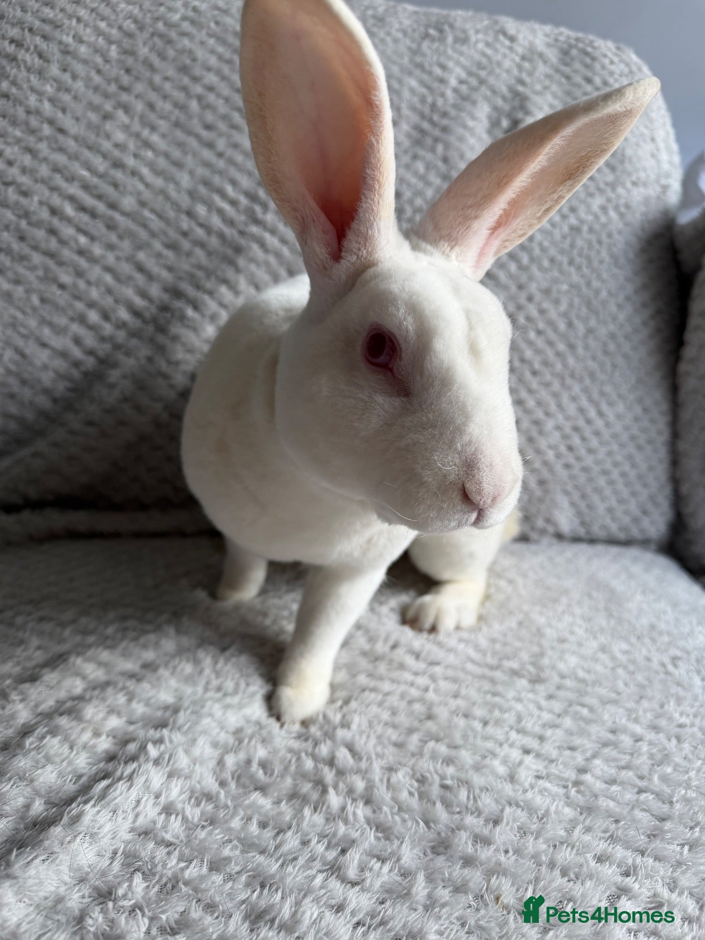 Rex rabbits Standard Rex Rabbits [Ready to Leave]  - Advert 15