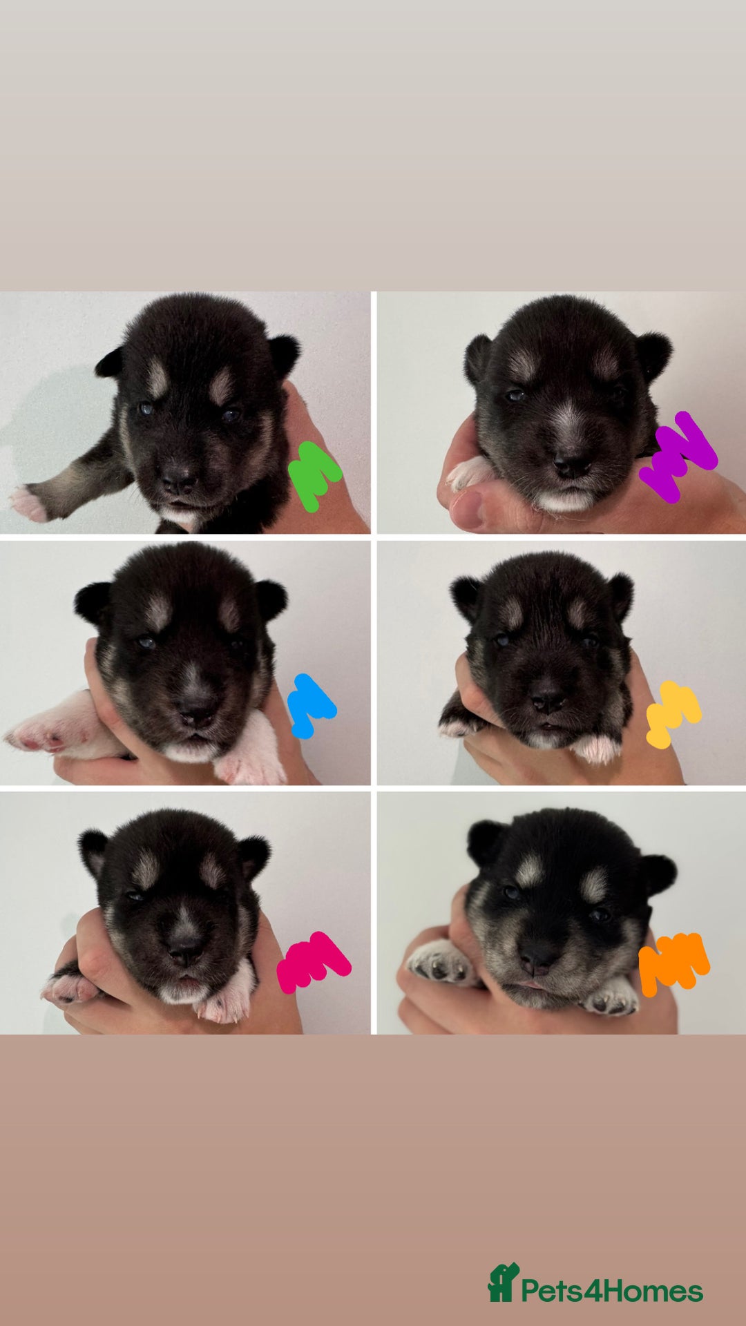 Siberian Husky dogs for sale: Beautiful Chunky Siberian Husky Puppies  - Image 7