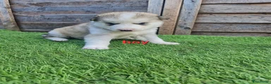 Siberian Husky Puppy 2