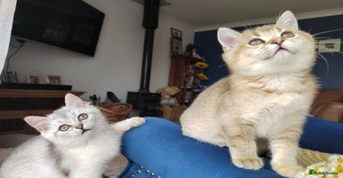 Scottish Fold cats - Advert 6