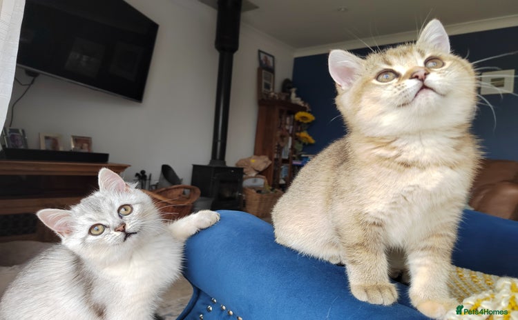 Scottish Fold cats - Advert 7