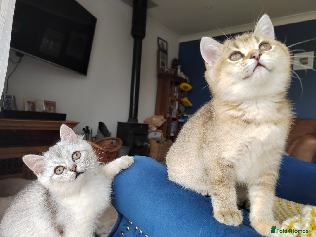 Scottish Fold cats for sale: Scottish Kittens 💜 - Image 1