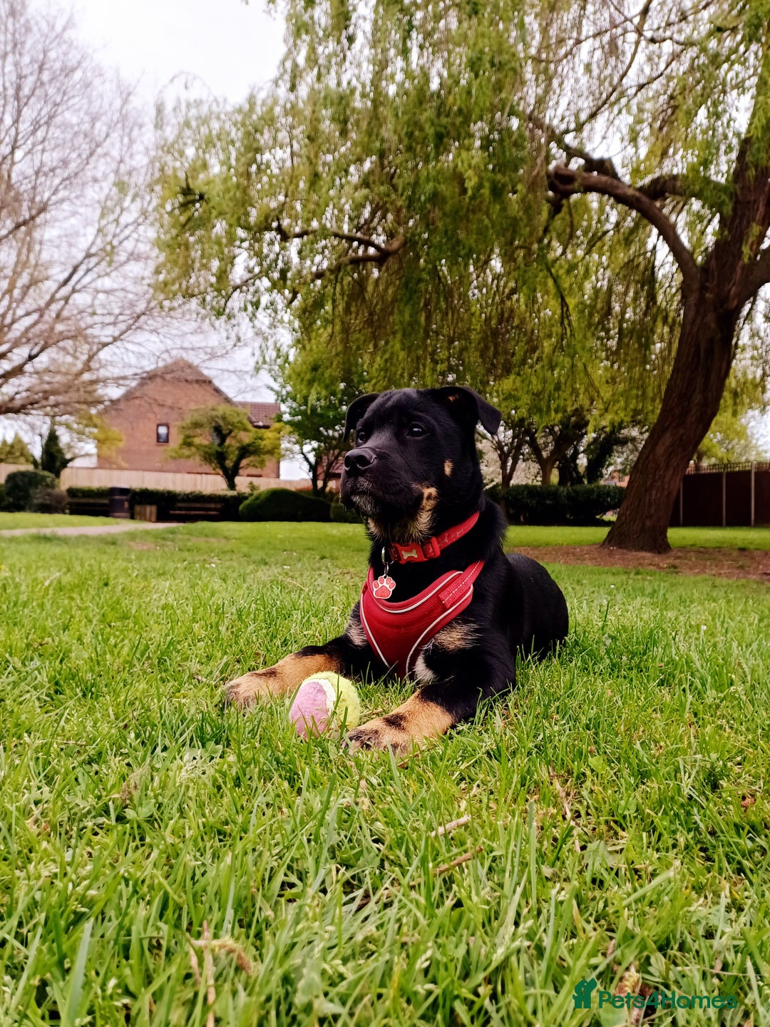 Rottweiler dogs for stud: Rottweiler cross for stud - Image 10