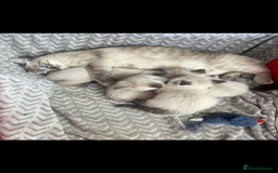 Ragdoll cats for sale: Gorgeous pedigree Ragdoll kittens for sale  - Image 14