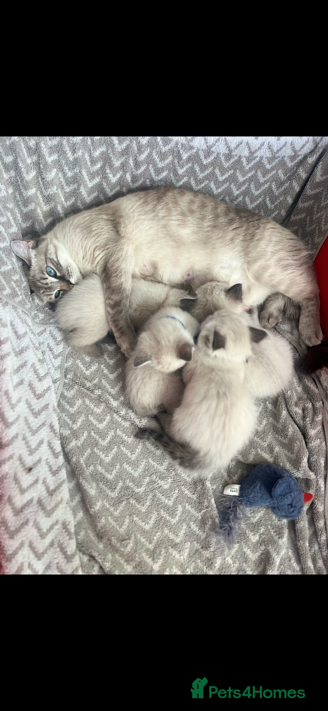 Ragdoll cats for sale: Gorgeous pedigree Ragdoll kittens for sale  - Image 14