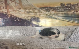 Cockapoo dogs for sale: 4 outstanding cockerpoos  - Image 3