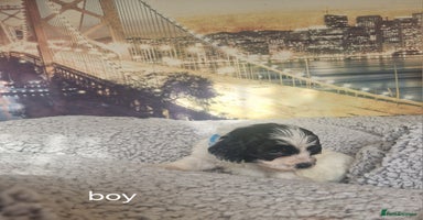 Cockapoo dogs - Advert 16