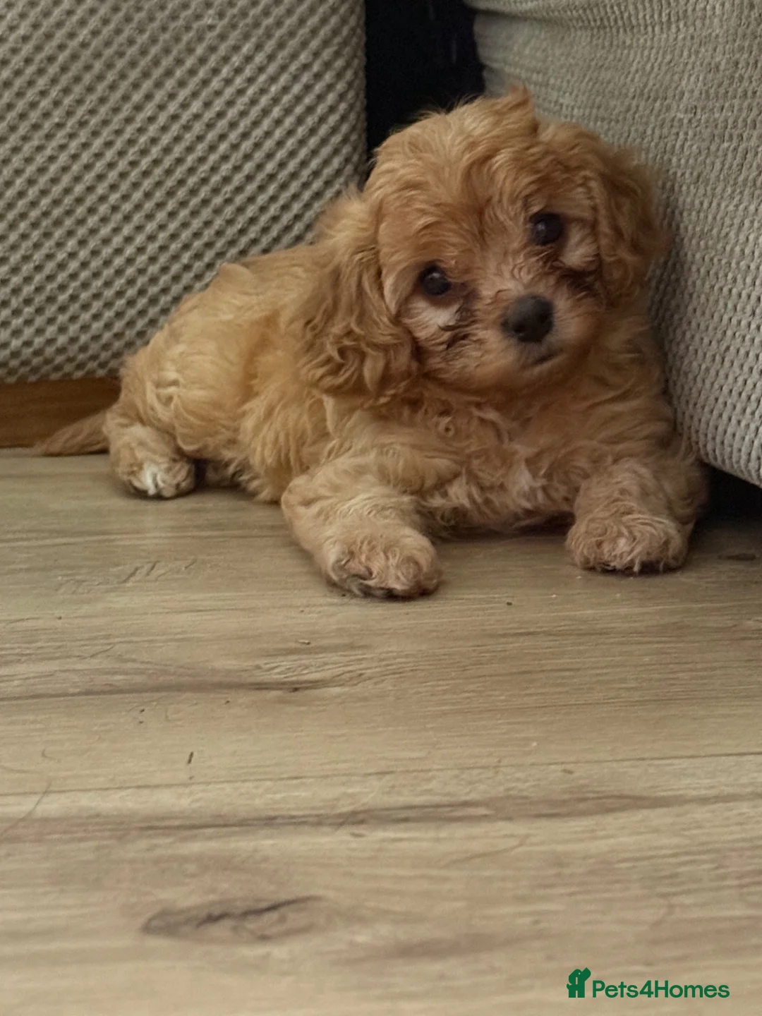 Cavapoo dogs for sale: Beautiful Cavapoo Puppy available  - Advert 2