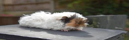 Guinea Pig rodents for sale: ⭐️ Baby Guinea Pigs Looking For New Homes⭐️ - Advert 1
