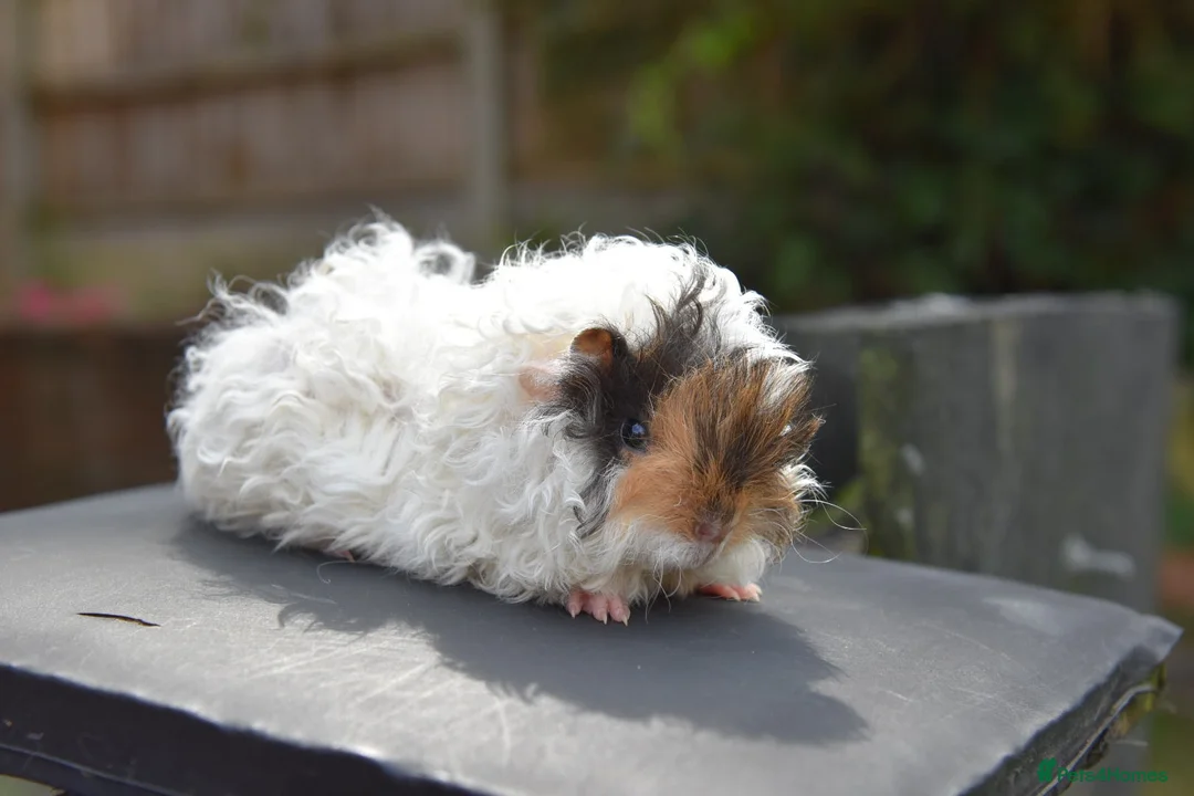 Guinea Pig rodents for sale: ⭐️ Baby Guinea Pigs Looking For New Homes⭐️ - Advert 1