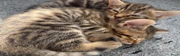 Mixed Breed cats for sale: Cute Kittens For Sale  - Advert 7